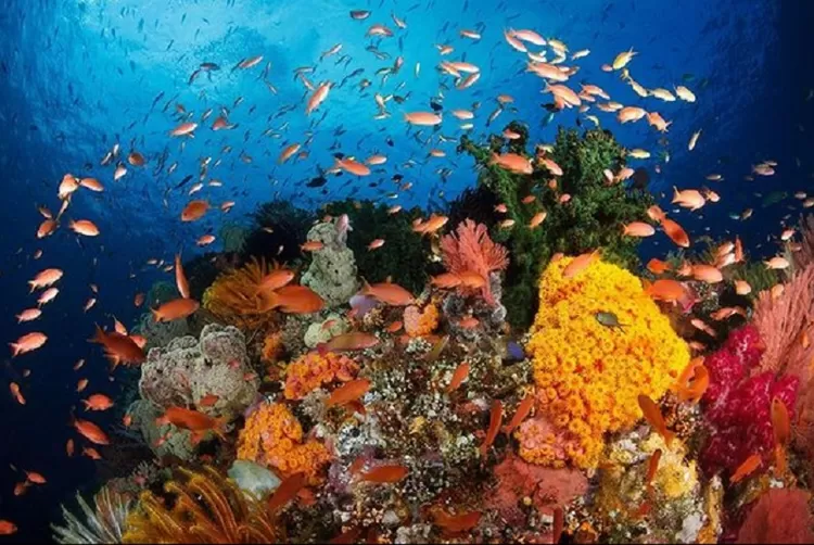 Tangkapan Layar Taman Nasional Bunaken/Instagram.com/@bunaken.island