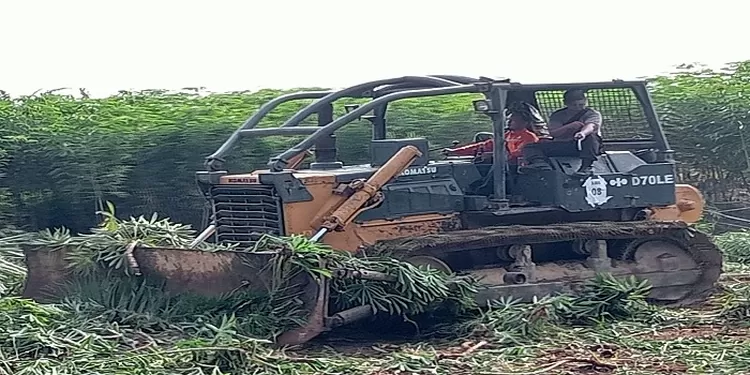 Doser sedang menumbangkan tanaman ubi warga penggarap di lahan HGU PTPN2
