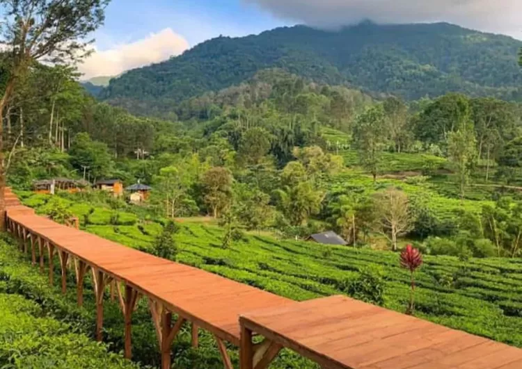 Tea Bridge Gunung Mas Puncak, tempat healing di Bogor.