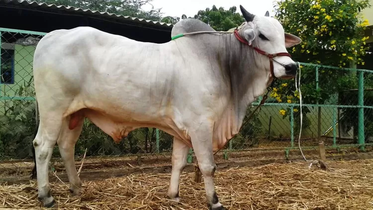 Sapi Ongole