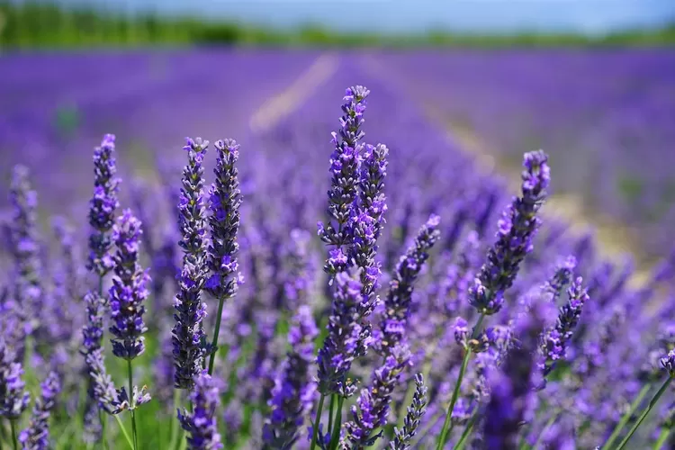 Tanaman Lavender bisa mengusir keberadaan hewan ular