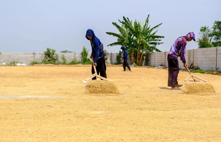 Ilustrasi. Petani mengeringkan padi sebelum digiling. Wilmar luncurkan Mill Engagement Program untuk bantu pelaku usaha penggilingan.