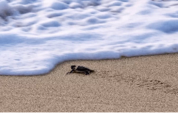 Pesona Wisata Alam Sukabumi :  Pantai Pangumbahan