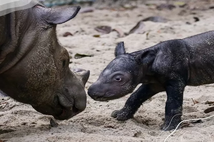 Foto Anak Badak dan Induknya yang Sedang Bermain