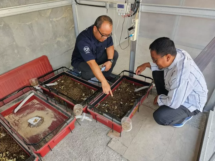 PESANTRENDIGITAL : Pemantauan proses kembang biak maggot di Ponpes KH Mansur MBS Brebes, Rabu (13/9).