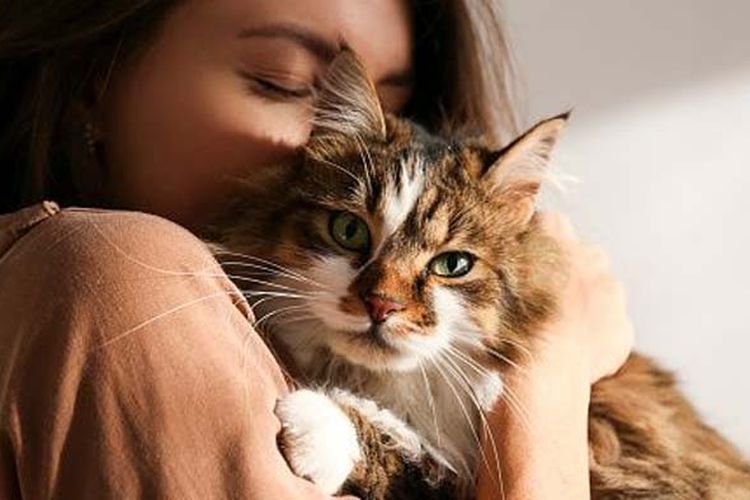 Terbukti!Tips Agar Kucing Suka dan Sayang Sama Kita, Ikuti 7 langkah berikut, Kucing Pasti Nurut