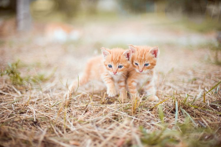 Tidak Semua Kucing Tularkan Toksoplasma, Hanya Jenis Ini yang Perlu Diwaspadai Ibu Hamil