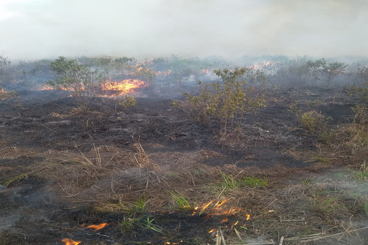 Kepolisian Polda Riau Tangkap 13 Orang Bakar 108,5 Hektar Lahan 