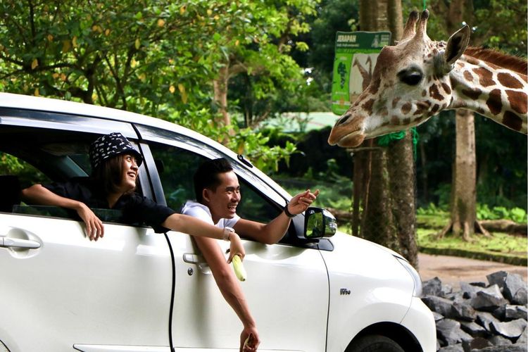 taman safari indonesia prigen jawa timur