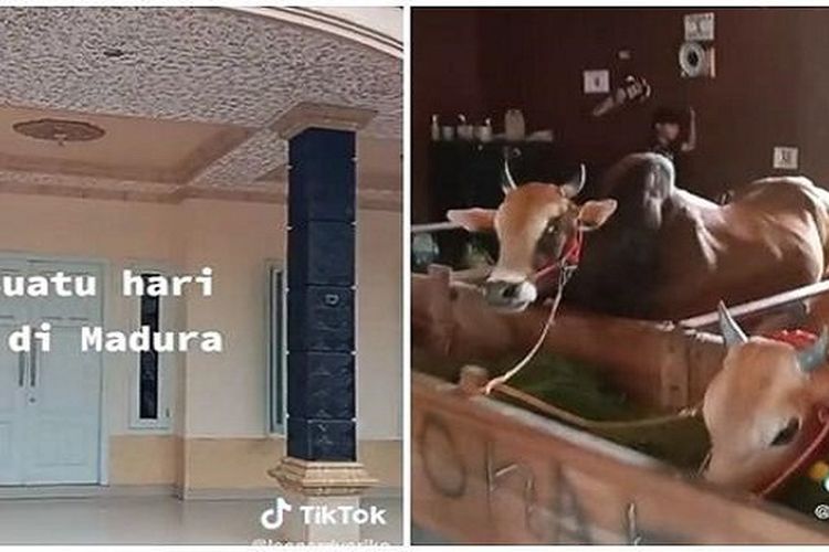Wow, Rumah Mewah di Madura Disulap Jadi Kandang Sapi: Netizen Dibuat Melongo