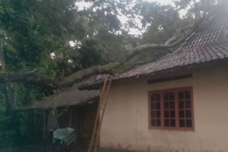 Angin Kencang Terjang Klaten, Pohon-pohon Tumbang di 7 Desa dalam 6 Kecamatan