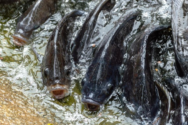 Gak Perlu Pusing, Ini Pakan Alternatif Dedaunan yang Paling Disukai Ikan Nila, Dijamin Irit Kebangetan