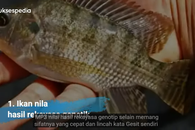 Wow! Ikan Nila Gesit: Terbaik Saat Ini, Tumbuh Lebih Cepat di Banding Nila Lokal, Kebal Penyakit
