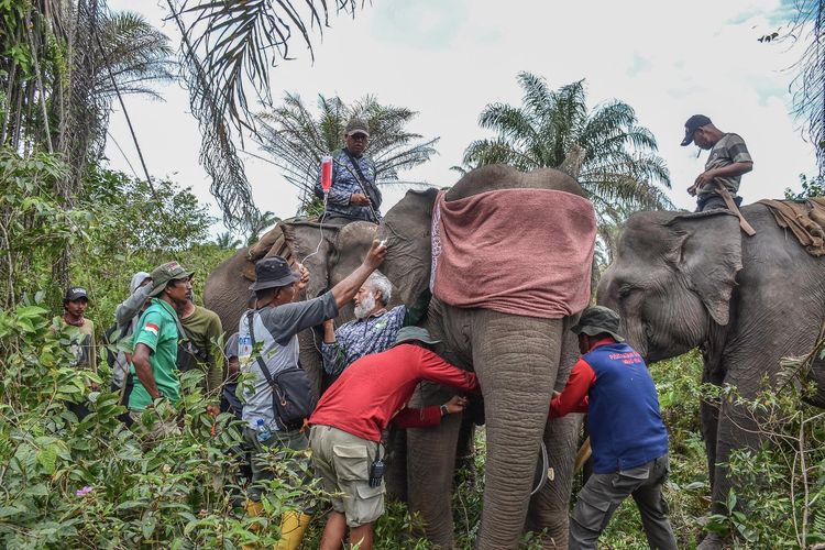Gajah Liar di Provinsi Riau Dipasangkan GPS 