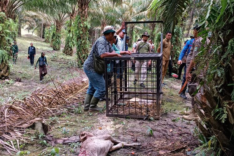 Harimau  Masuk Kawasan Perkebunan PTPN V Siak- Riau,  Sapi Karyawan Dimangsa