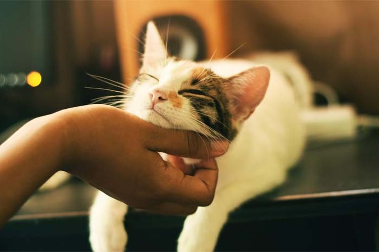 Gak Disangka, Kucing Bisa Jadi Teman Sekaligus Sahabat untuk Orang Berkepribadian Introvert 