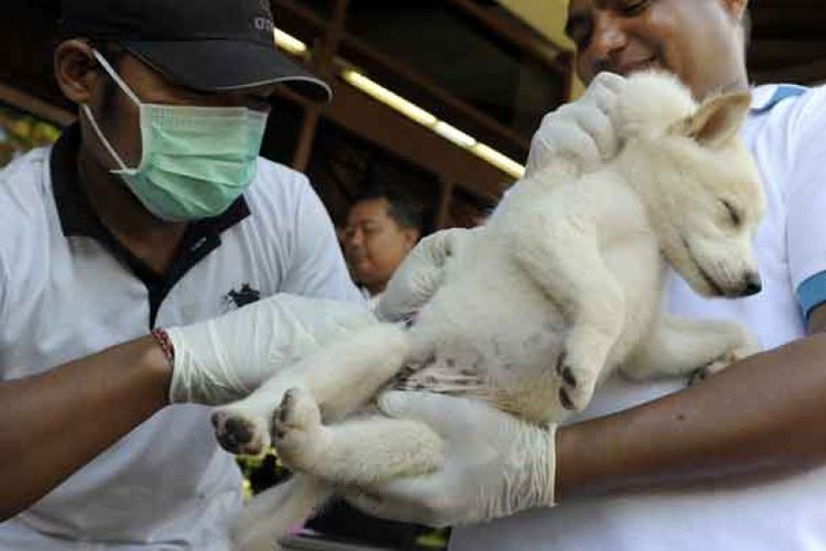 Ada Vaksin Rabies Gratis untuk Hewan Peliharaan di Kota Bogor, Ini Syaratnya