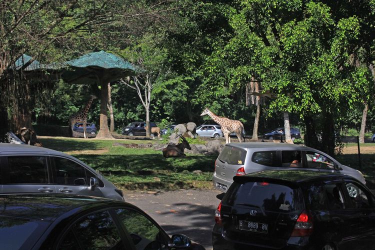 Singa Tabrak Mobil, Taman Safari Bogor Minta Pengunjung Tak Hentikan Kendaraan di Area Binatang Buas