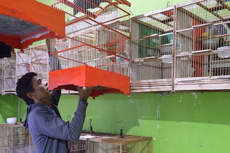   Raih Sukses Lewat Budidaya Burung Kenari