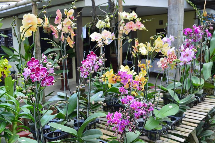 Ayo, Simak Aneka Ragam Keindahan di Festival  Tanaman Anggrek di Harjobinangun Pakem