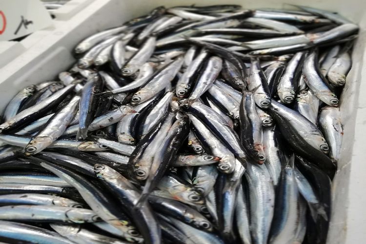 Resep Masakan Halal: Teri Bumbu Balado yang Cocok untuk Para Pencinta Makanan Pedas, Dijamin Nagih!