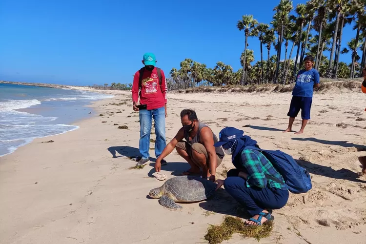 Penyu yang terperangkap pukat nelayan, kembali dilepasliarkan