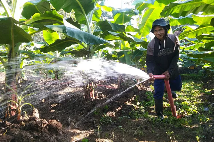 Salah seorang petani menyirami tanaman pisang cavendish yang dibudidayakan Gapoktan Margodadi, Desa Cibangkong, Kecamatan Pekuncen, Kabupaten Banyumas. (Foto: Antara/Pemdes Cibangkong) (ANTARA)