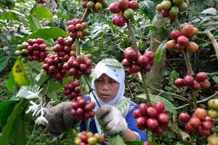 Petani Temanggung memetik kopi di ladang. (Foto: Zaini Arrosyid)