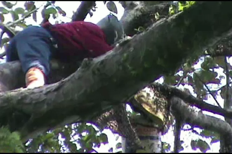 Pemburu madu sedang mengambil madu Sialang di pohon (Iwan Fasha)