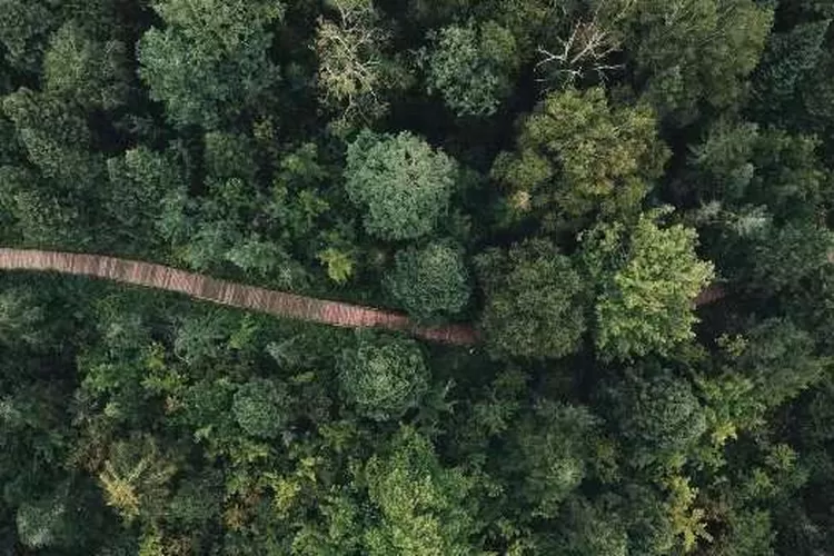 Hutan Amazon dengan beragam jenis flora dan fauna (Dok.pexels.com/ErickMclean)