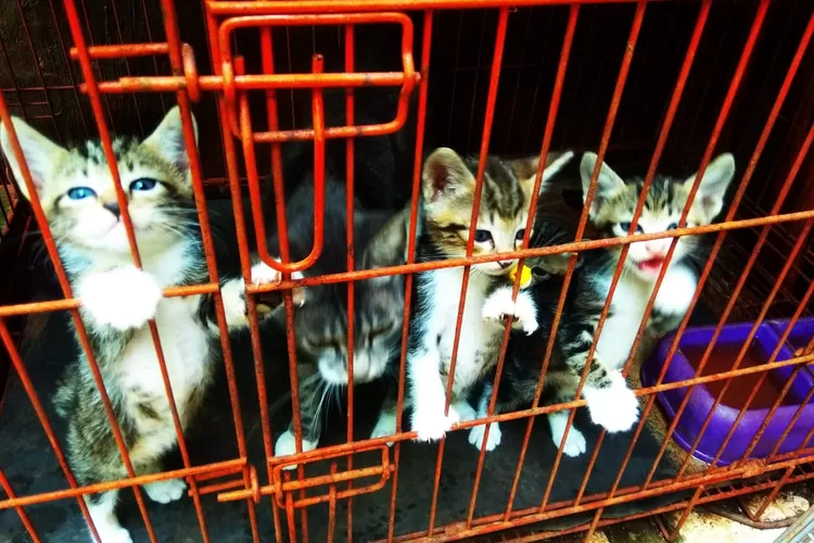 Anak-anak kucing di dalam kandangnya (Klikanggaran/Mang_kamil)