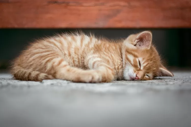 Ilustrasi kucing sakit (Pixaby)
