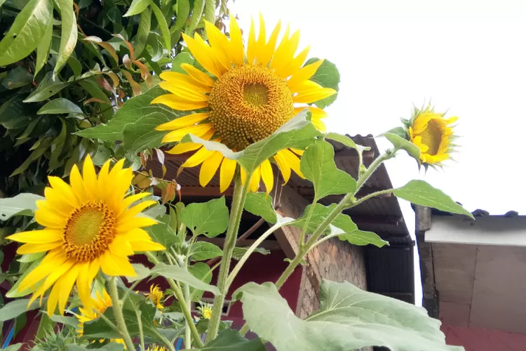 Bunga Matahari di pekarangan rumah yang memanjakan mata saat melihatnya (Foto dokumentasi bogor Times)