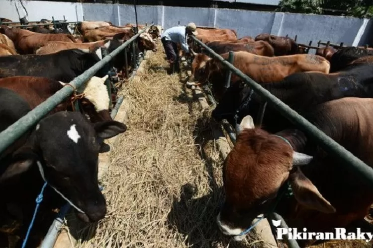 Ilustrasi menyembelih hewan/Pikiran Rakyat/Ade Mamad