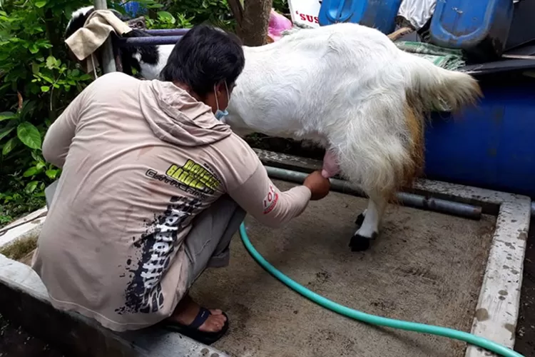 Yuni Kurniawan memeras susu kambing etawa.  (Foto: Riza Marzuki)