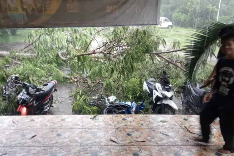 Pohon besar tumbang yang menimpah motor di lapangan parkir Rumah Makan (Dokumentasi Bogor Times)