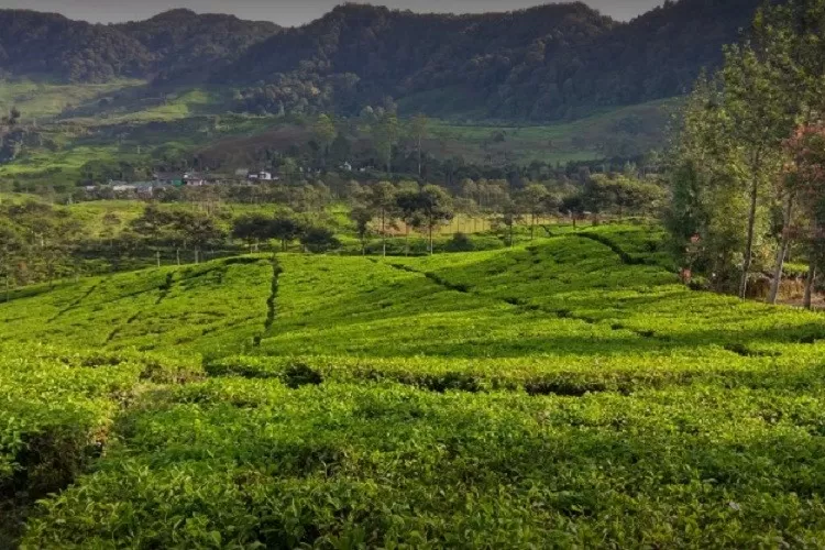 Kebun Teh Puncak (gambar: travelspromo.com)