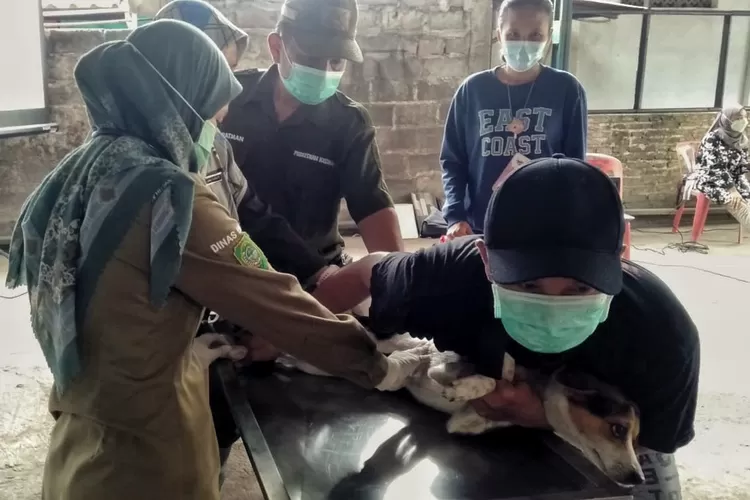 Ilustrasi - Vaksinasi rabies di Bantul.  (Foto: Arif Septoro Riza Marzuqi)