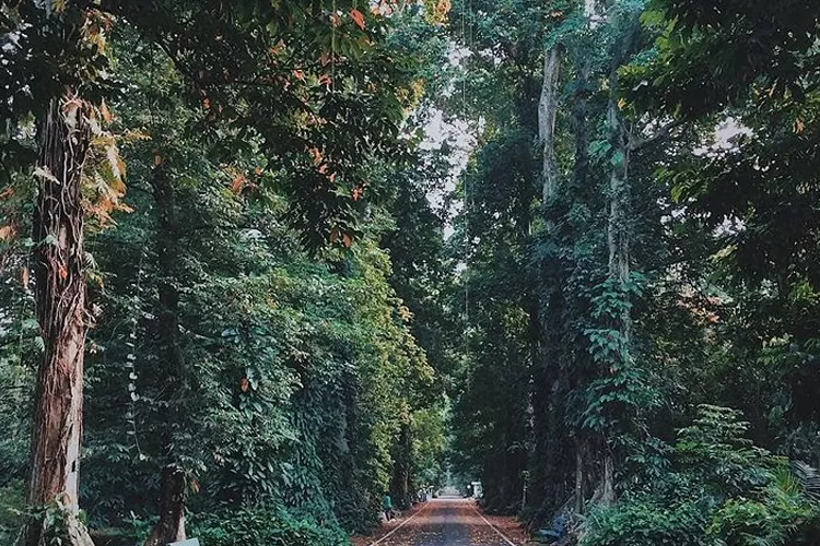 Lokasi Kebun Raya Bogor (Instagram @jokosan)