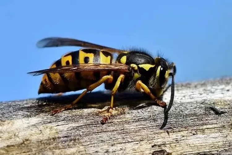 Tips mengusir tawon. / pikiran-rakyat.com)