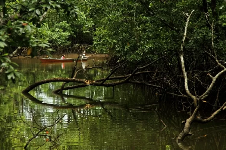 Potensi Hutan Wisata Mangrove, Desa Langadai dalam pengembangan Desa dan PT Indocement untuk menuju desa mandiri. (Dokumentasi Indocement)