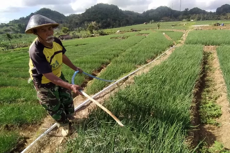 Syarat tumbuh bawang merah harus dikenali sebelum memutuskan untuk tanam. (Foto: Arif Septoro Riza Marzuqi)
