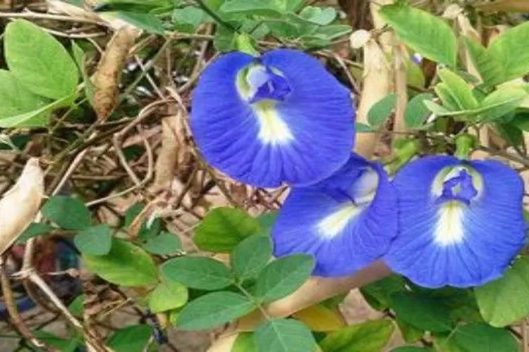 Bunga Telang, tanaman rambat yang ternyata dapat diolah sebagai minuman dan kaya akan manfaat (Pikiran-Rakyat.com)