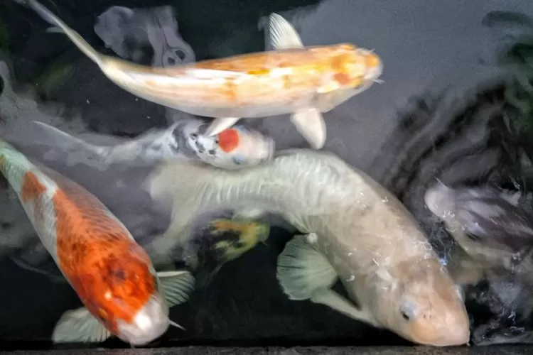 Jenis ikan Koi bisa dilihat dari warnanya. ( Arif Septoro Riza Marzuqi)