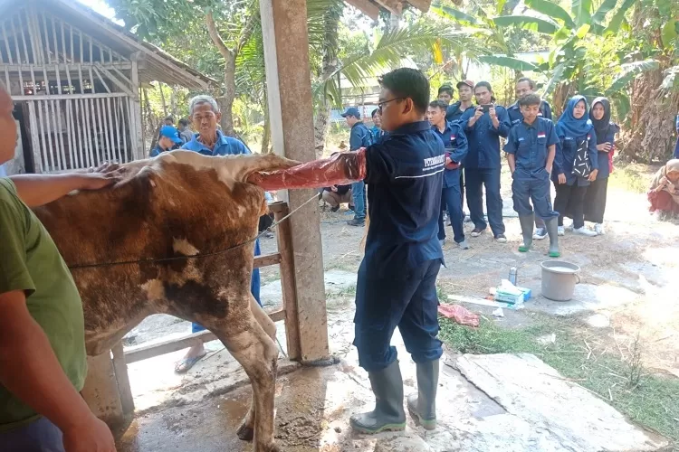 Tahapan pelaksanaan kawin suntik pada sapi.  (Dok Humas UMBY)