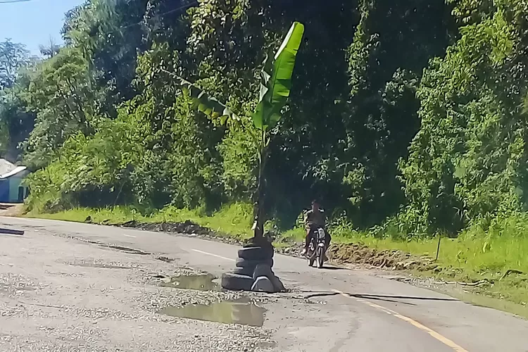 Ruas Jalan Nasional Ditanam Pohon Pisang di Perbatasan Kabupaten Solok Selatan