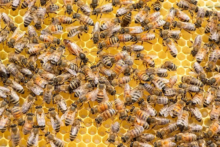 Ilustrasi. Ahli kesehatan, dr. Zaidul Akbar beberkan manfaat bee pollen dan royal jelly (Pexels/Mostafa Eissafa)