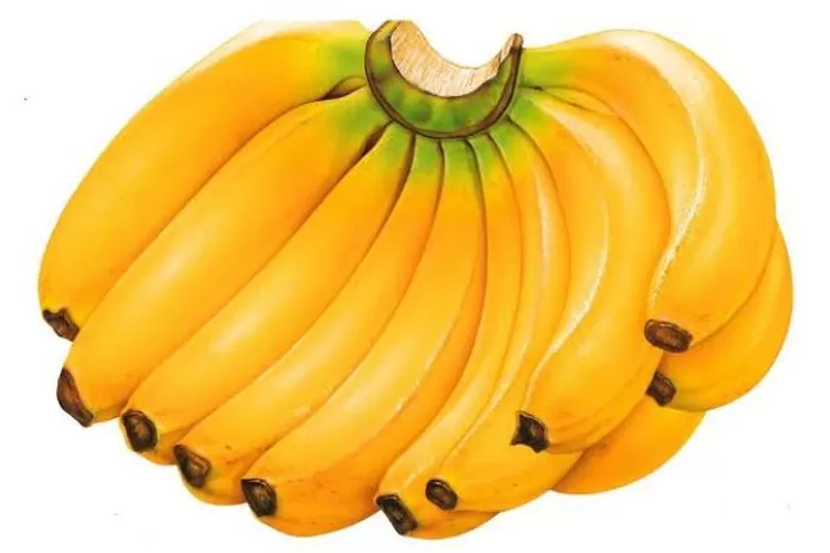 Ilustrasi Pisang (kommun.or.id)