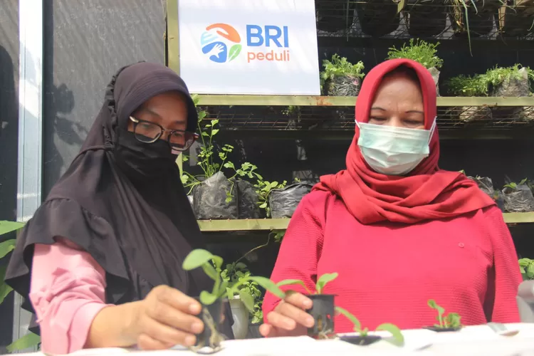 Tanaman hidroponik (Foto: Istimewa)