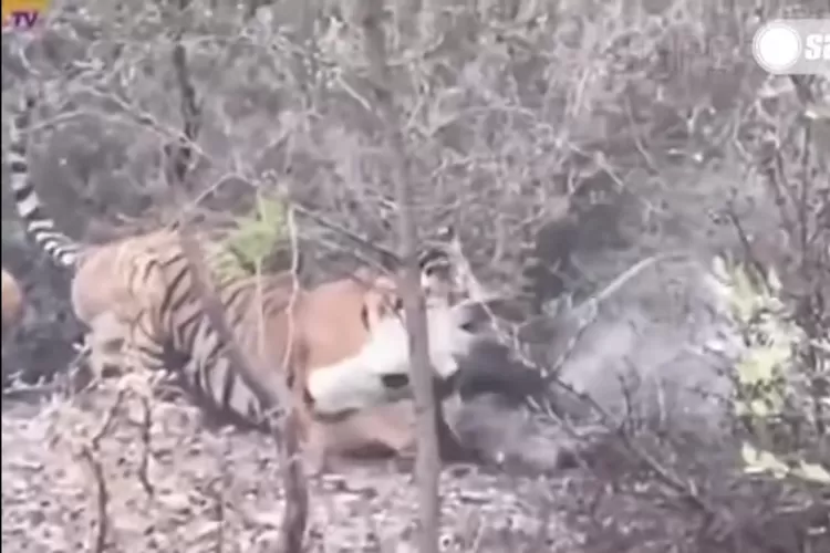 Ilistrasi: Harimau menerkam sapi (YouTube/Sapibagustv)
